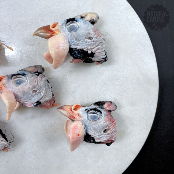 Guinea Fowl Heads - 10 per Pack (Frozen)