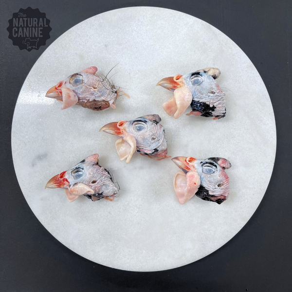 Guinea Fowl Heads - 10 per Pack (Frozen)