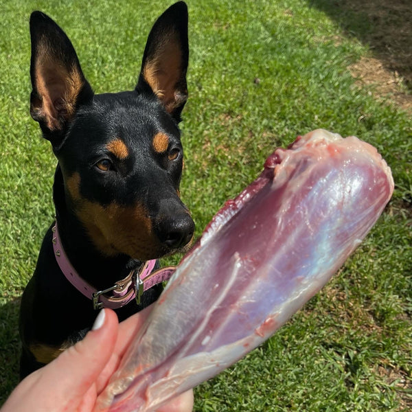Kangaroo Meaty Shank