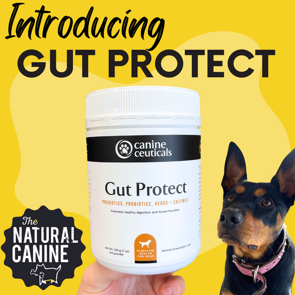 Gut Protect - 200 g- PREBIOTICS, PROBIOTICS, HERBS + ENZYMES To support healthy digestion and bowel function