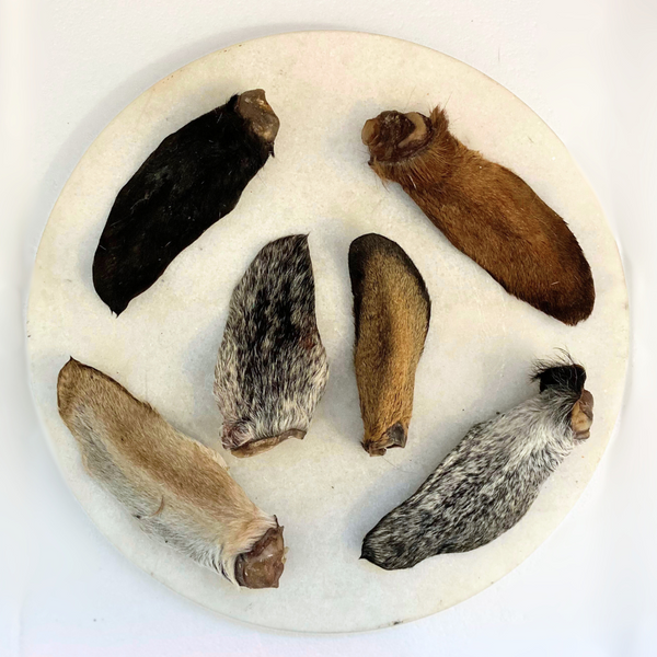 Dried Goat Ear (Fur on)