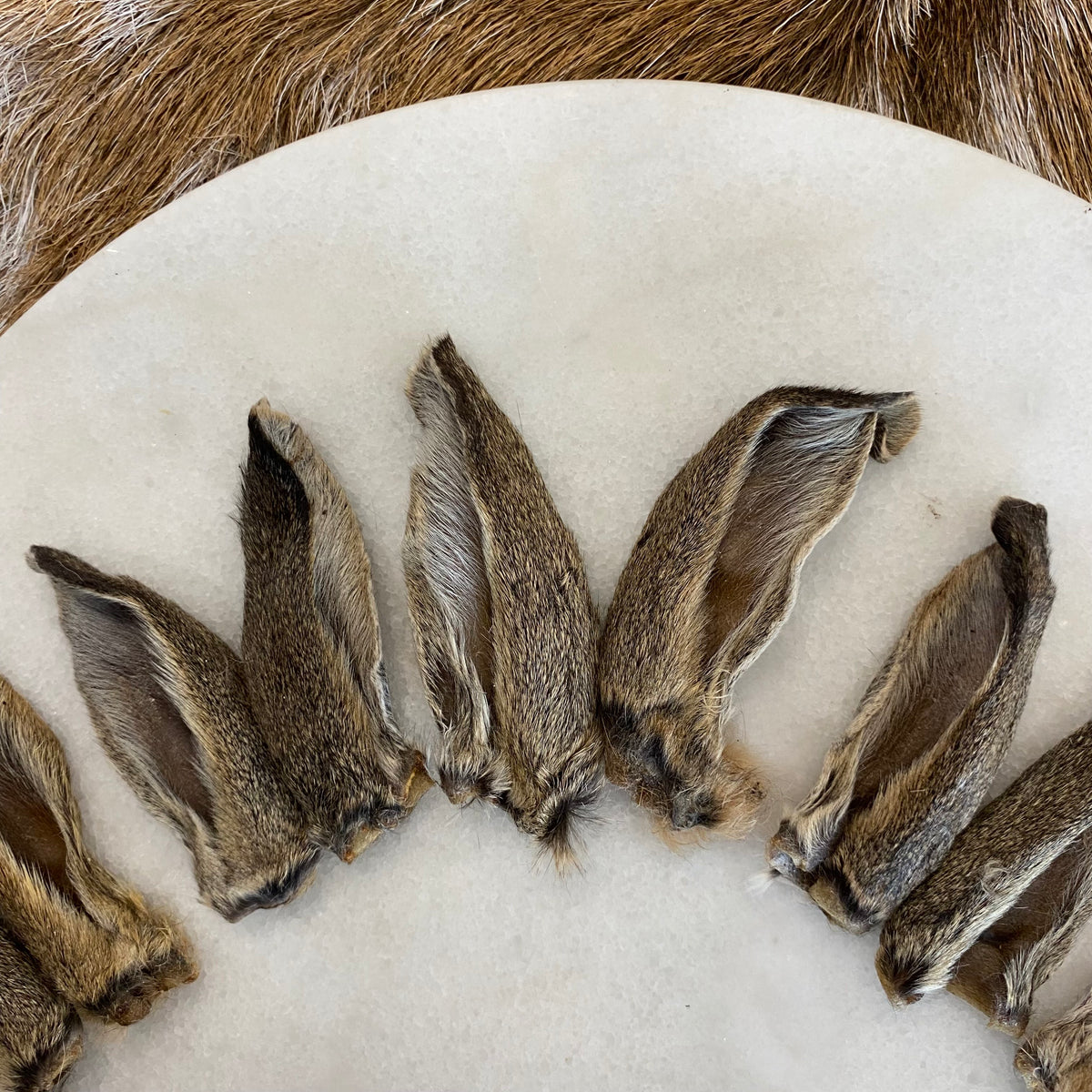 Dried Rabbit Ear (Fur on) – The Natural Canine