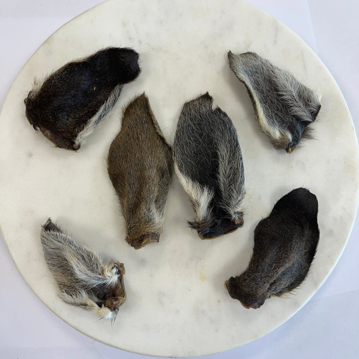 Dried Rabbit Ear (Fur on) – The Natural Canine